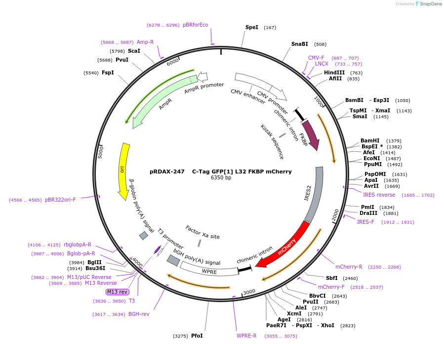 130006-plasmid-map-sequence-id-249384