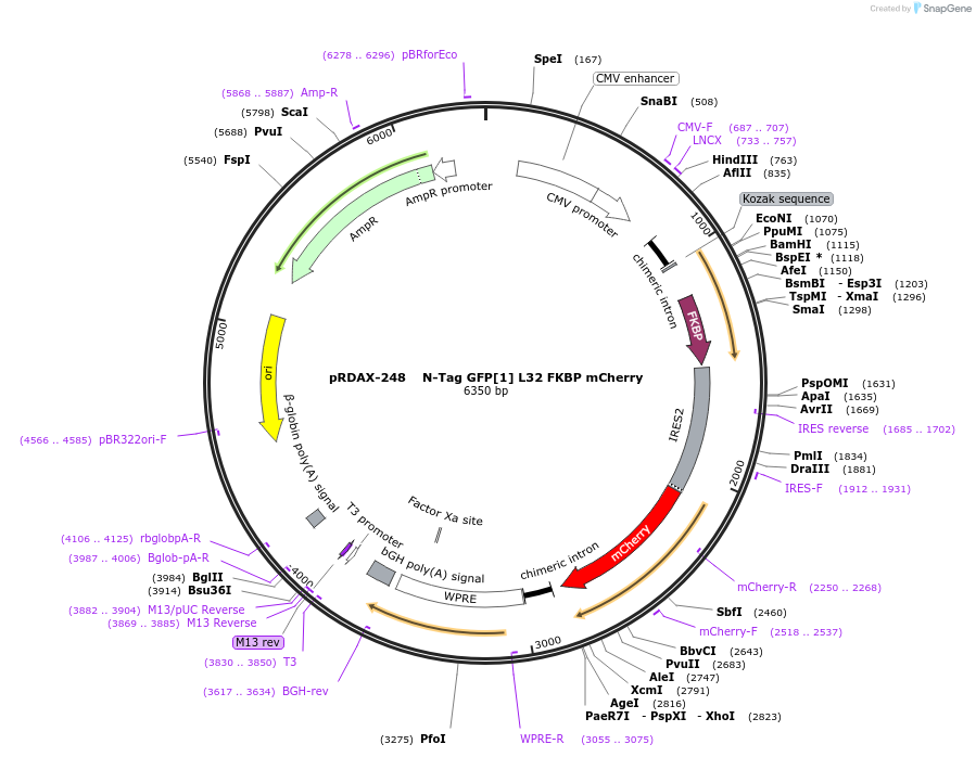 130007-plasmid-map-sequence-id-249385