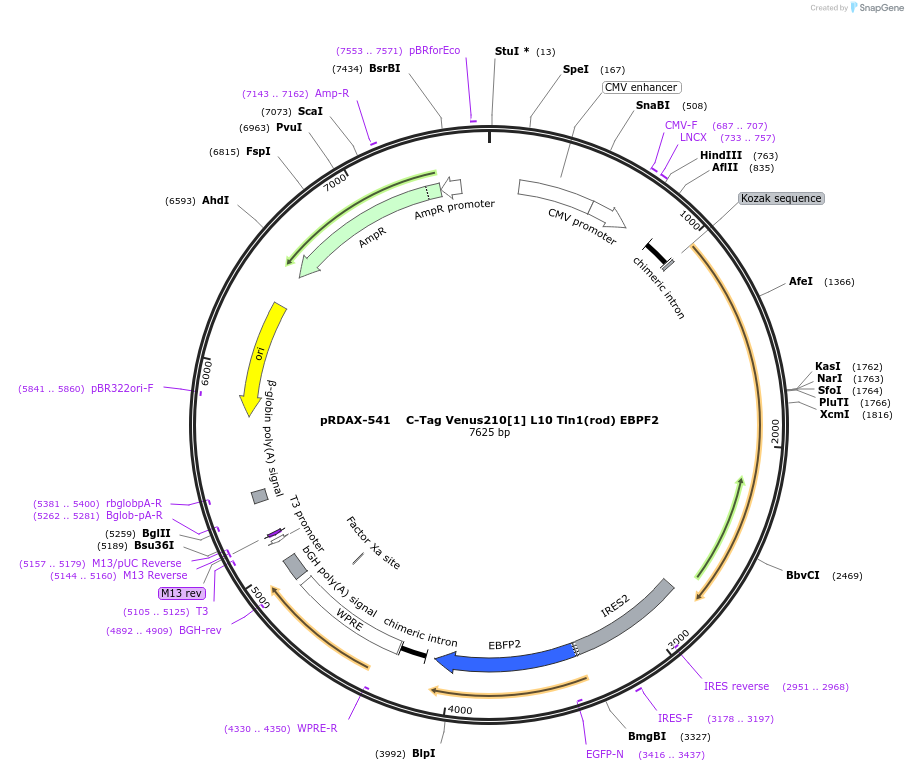 130020-plasmid-map-sequence-id-249398