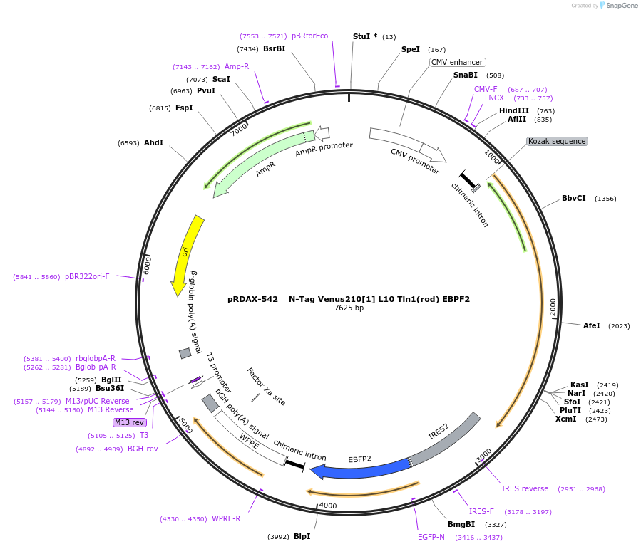 130021-plasmid-map-sequence-id-249399