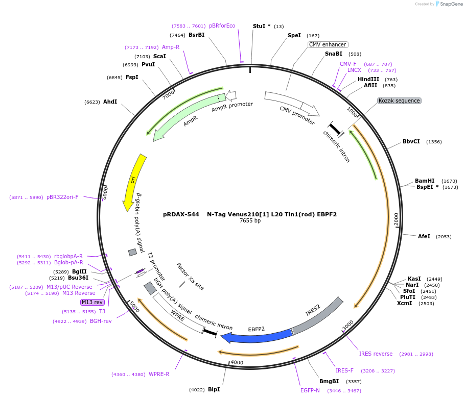 130023-plasmid-map-sequence-id-249401