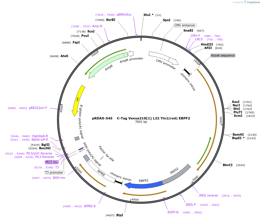130024-plasmid-map-sequence-id-249402