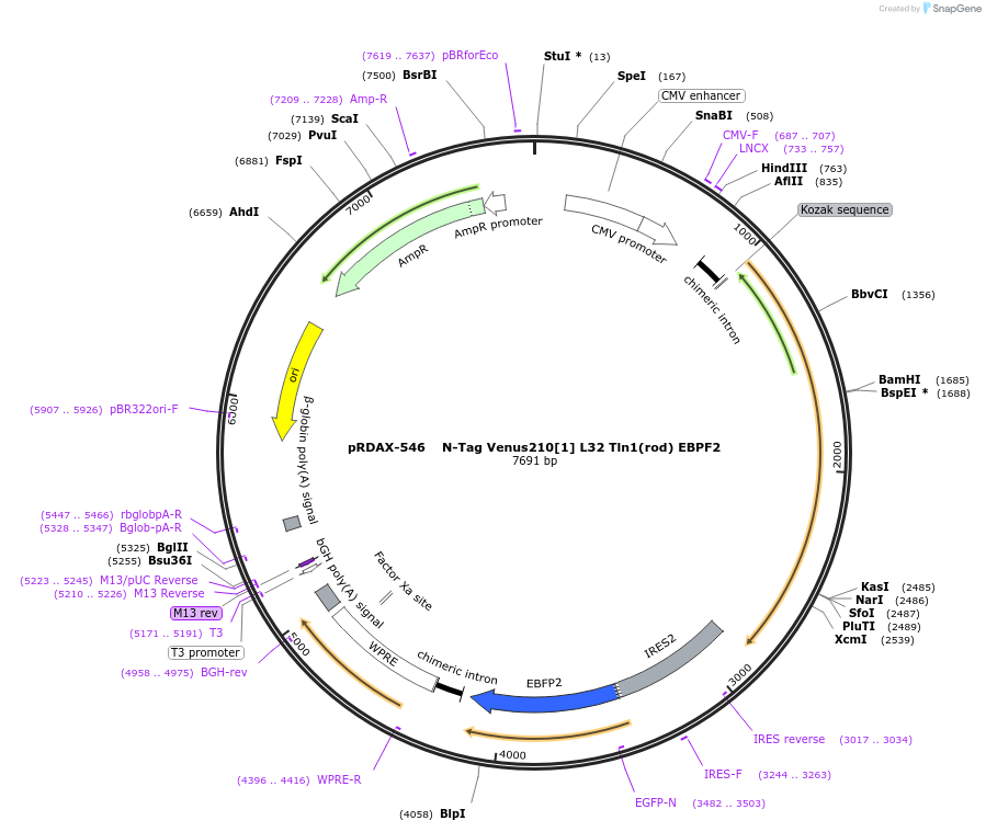 130025-plasmid-map-sequence-id-249403