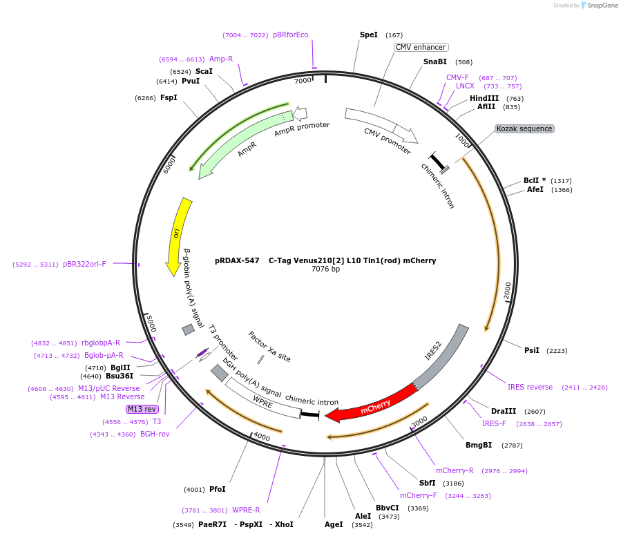 130026-plasmid-map-sequence-id-249404