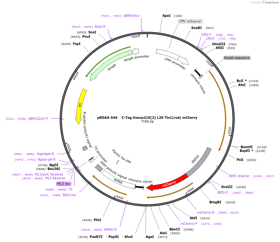 130028-plasmid-map-sequence-id-249406