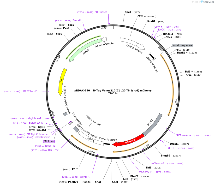130029-plasmid-map-sequence-id-249407
