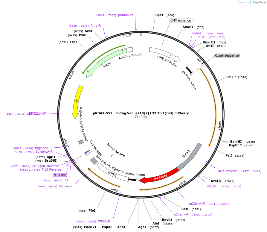 130030-plasmid-map-sequence-id-249408