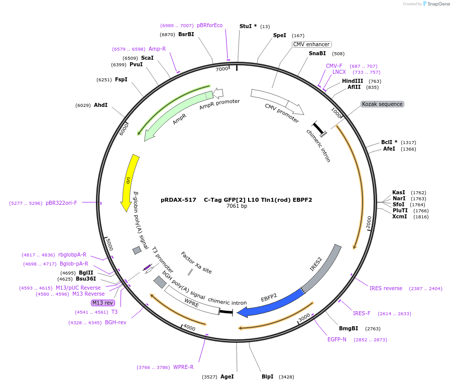 130044-plasmid-map-sequence-id-249422
