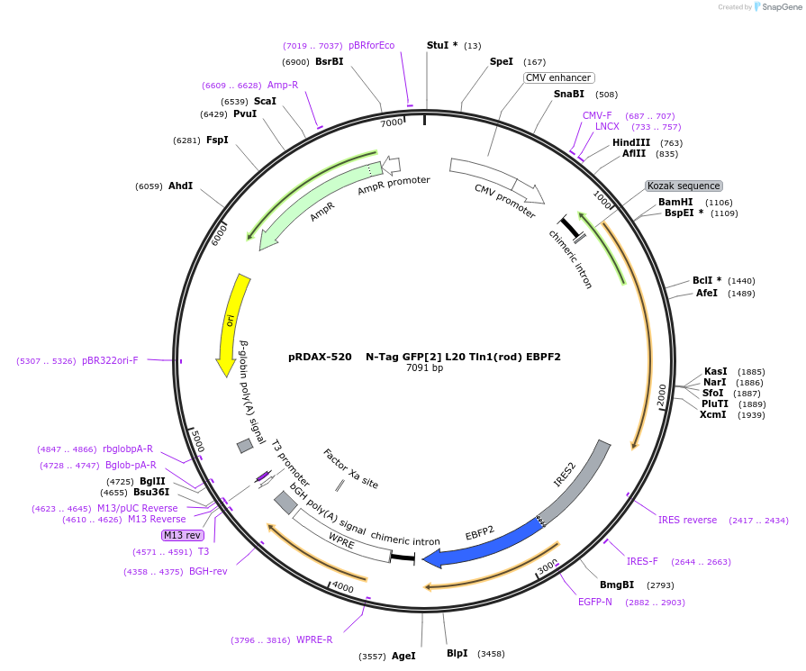 130047-plasmid-map-sequence-id-249425