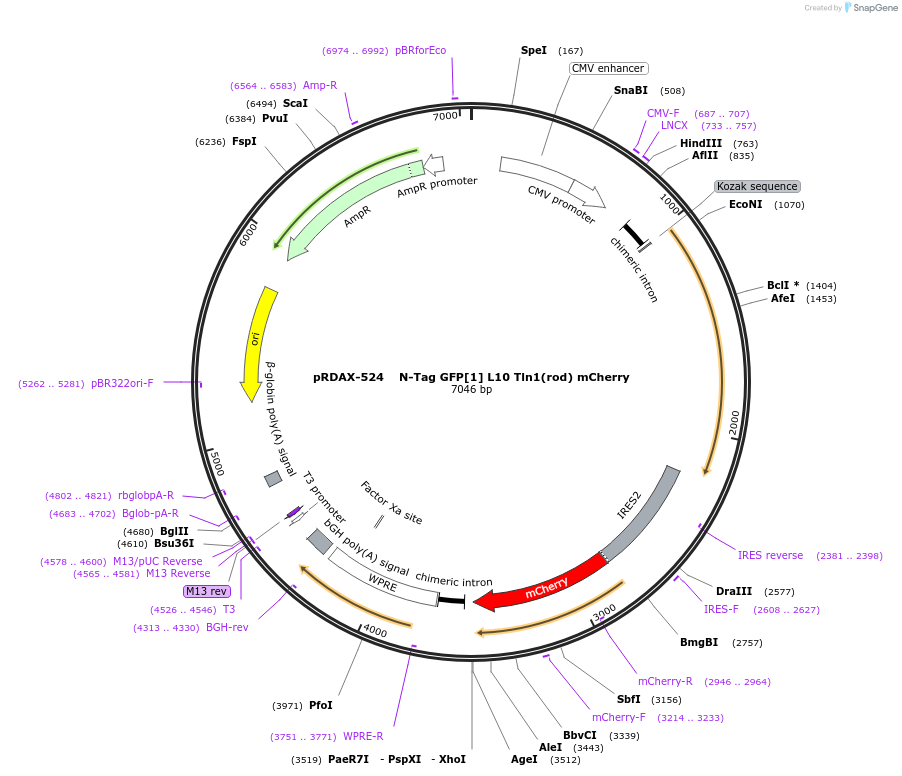 130051-plasmid-map-sequence-id-249429
