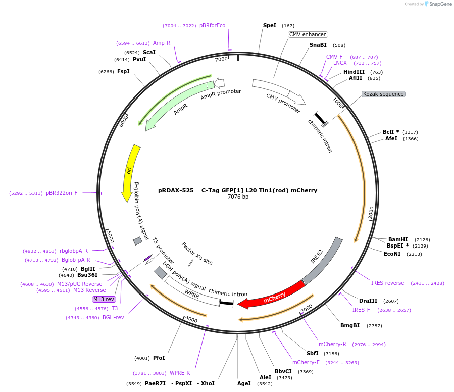 130052-plasmid-map-sequence-id-249430