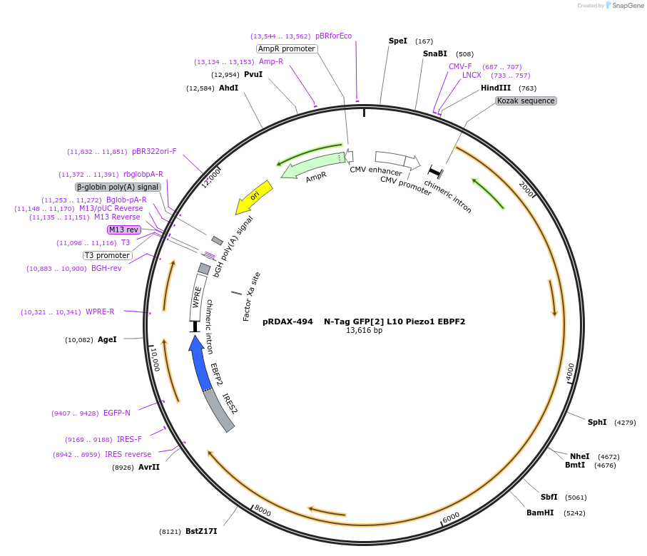 130057-plasmid-map-sequence-id-249435