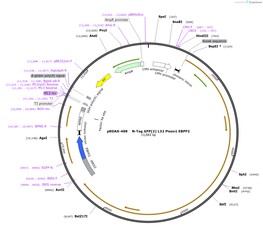 130061-plasmid-map-sequence-id-249439