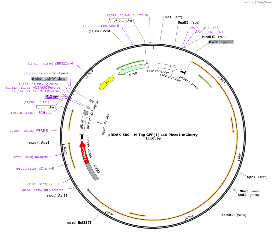 130063-plasmid-map-sequence-id-249441