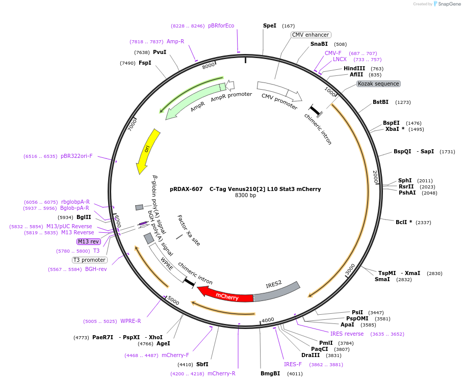 130082-plasmid-map-sequence-id-249460