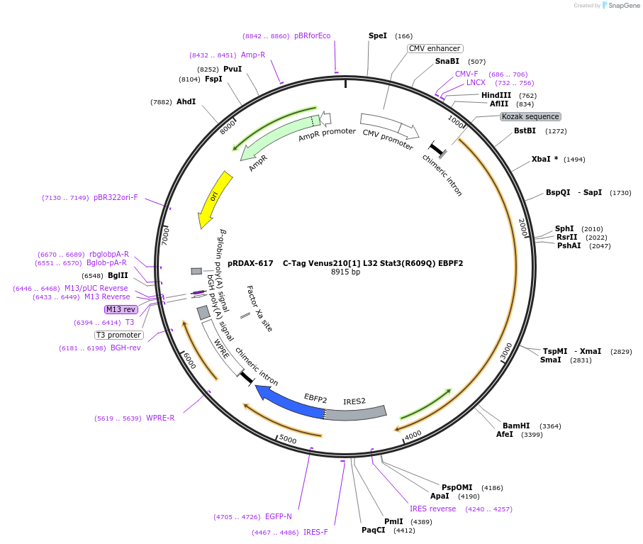 130092-plasmid-map-sequence-id-249470