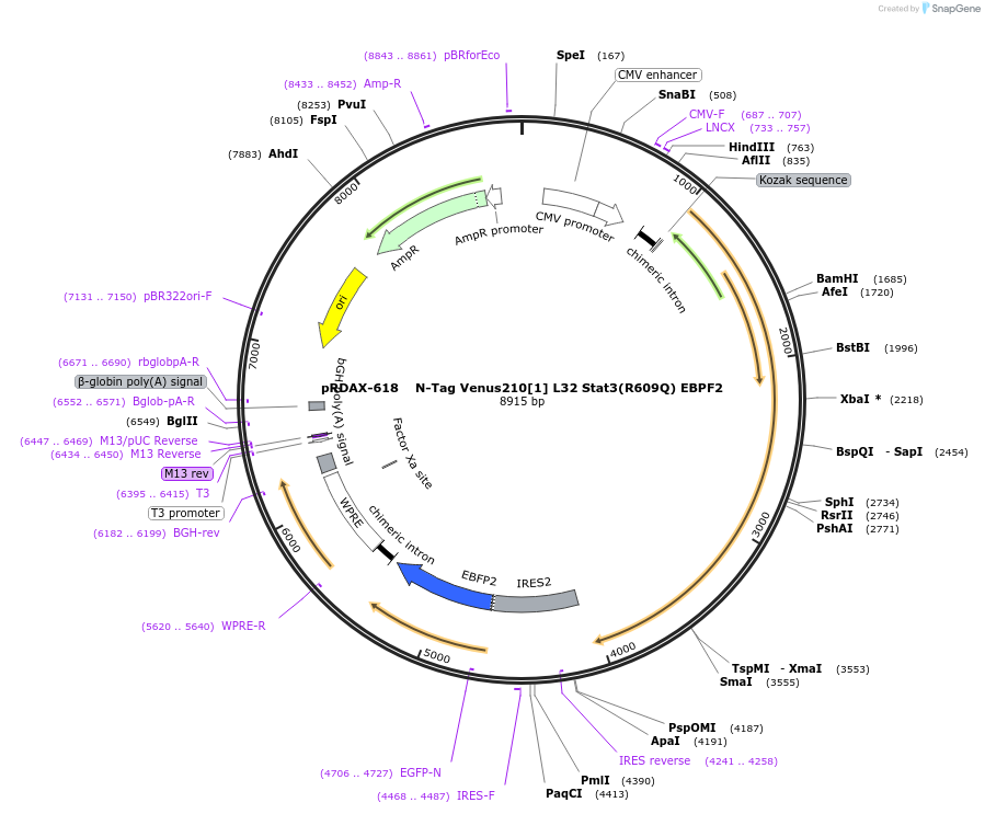 130093-plasmid-map-sequence-id-249471