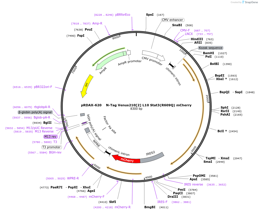 130095-plasmid-map-sequence-id-249473