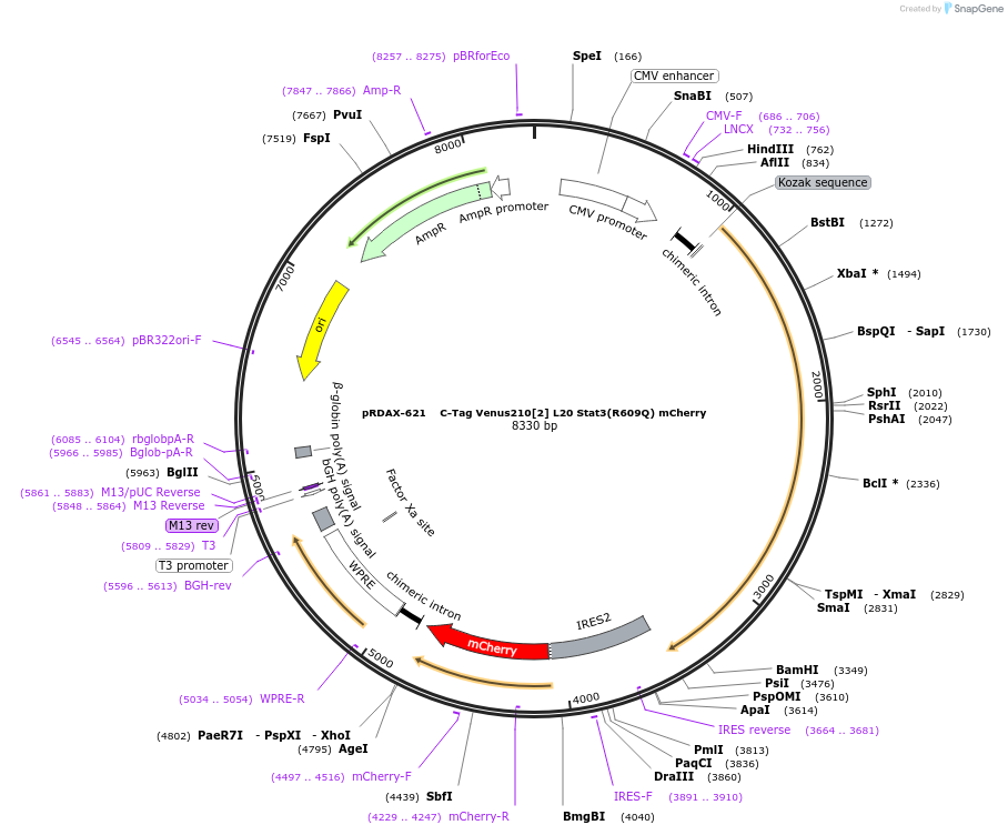 130096-plasmid-map-sequence-id-249474
