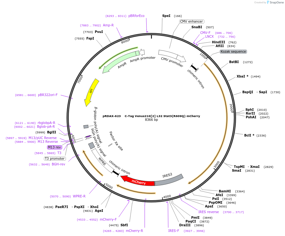 130098-plasmid-map-sequence-id-249476