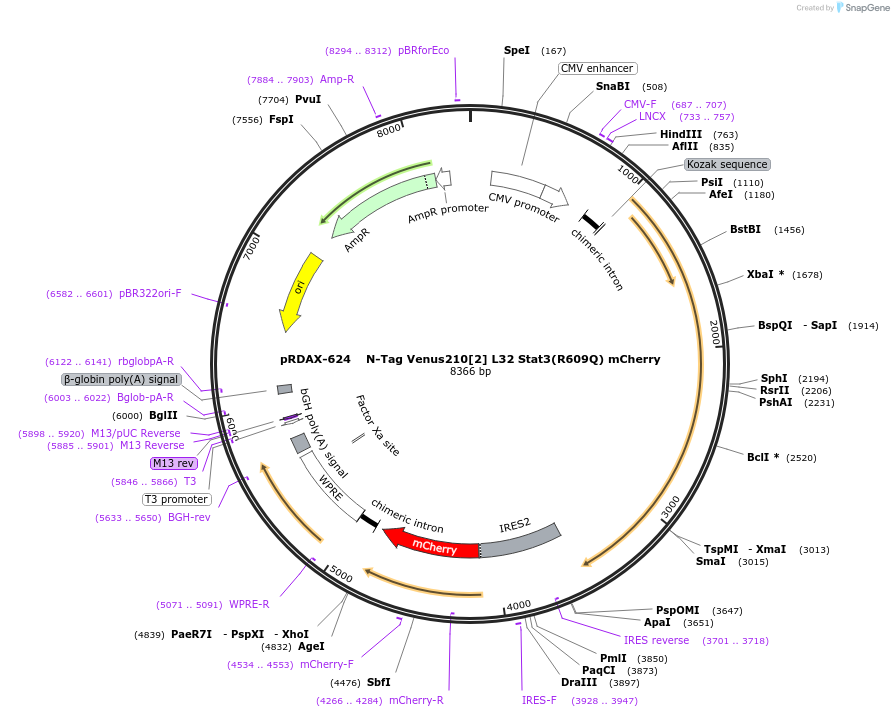 130099-plasmid-map-sequence-id-249477