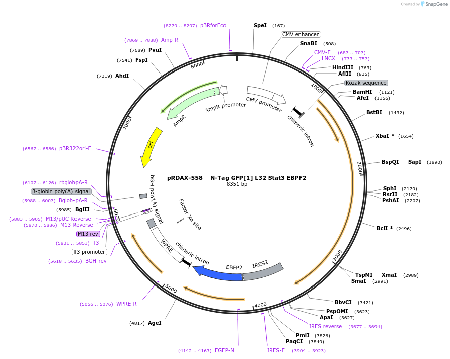 130105-plasmid-map-sequence-id-249483