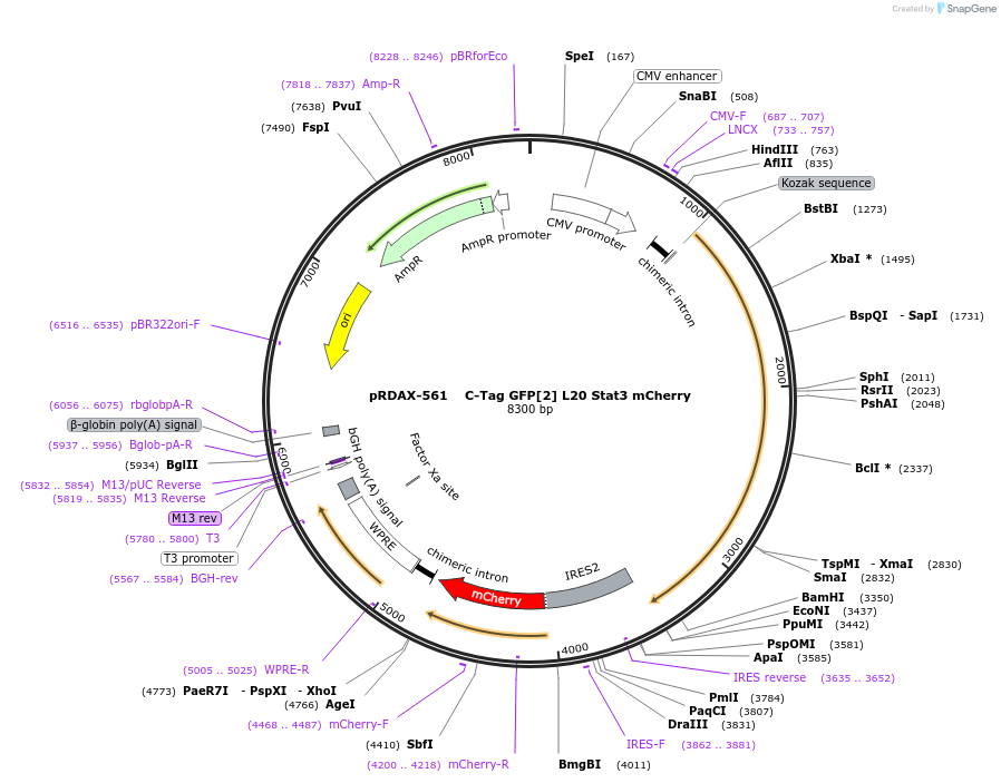 130108-plasmid-map-sequence-id-249486