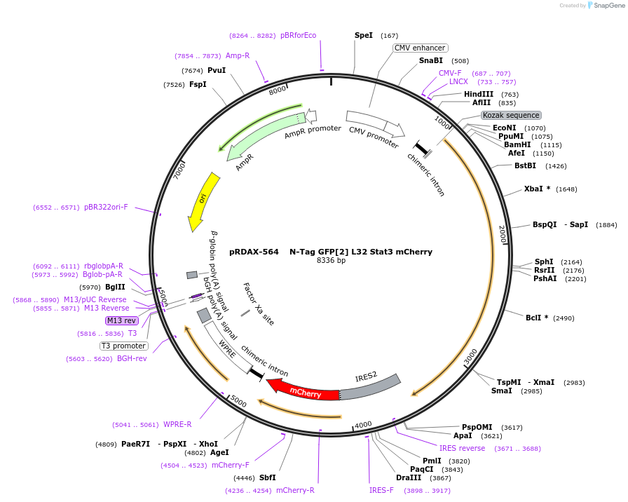 130111-plasmid-map-sequence-id-249489