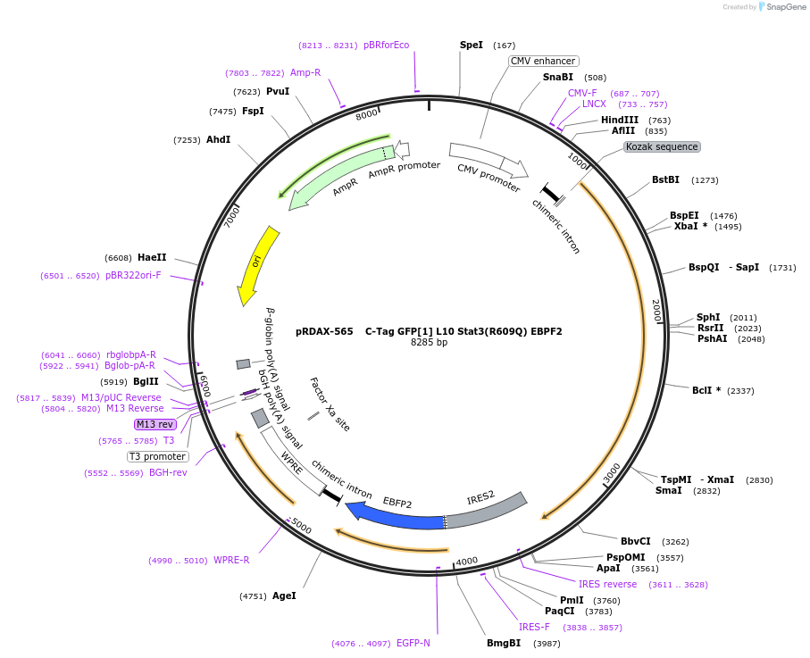 130112-plasmid-map-sequence-id-249490