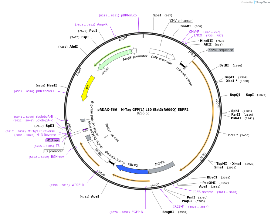 130113-plasmid-map-sequence-id-249491