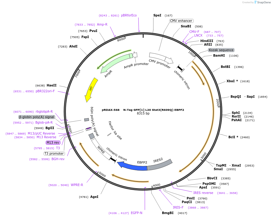 130115-plasmid-map-sequence-id-249493