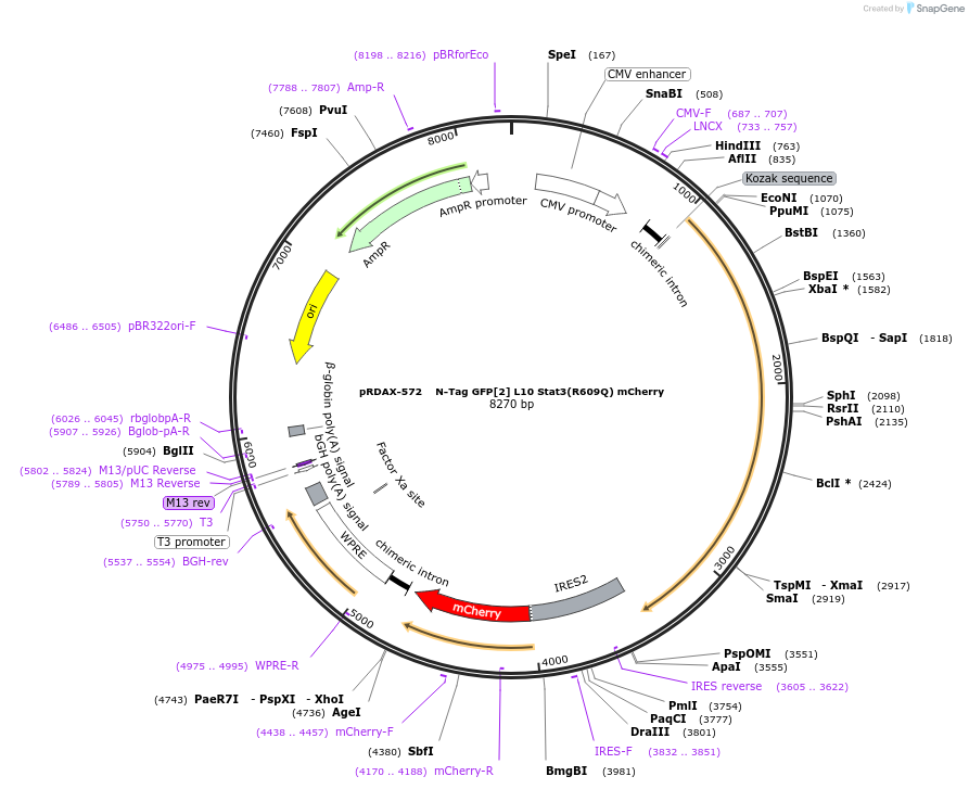 130119-plasmid-map-sequence-id-249497