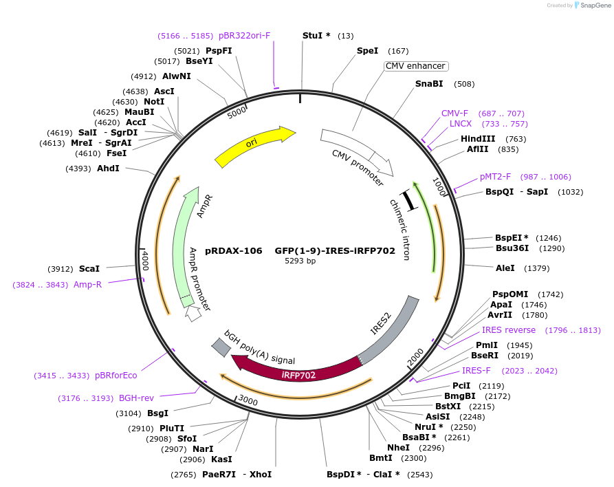 130125-plasmid-map-sequence-id-249503