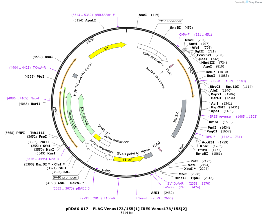 130127-plasmid-map-sequence-id-249505