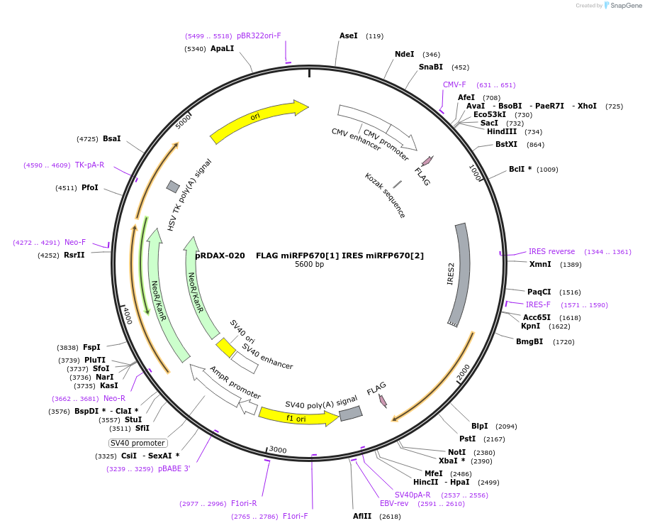 130130-plasmid-map-sequence-id-249508