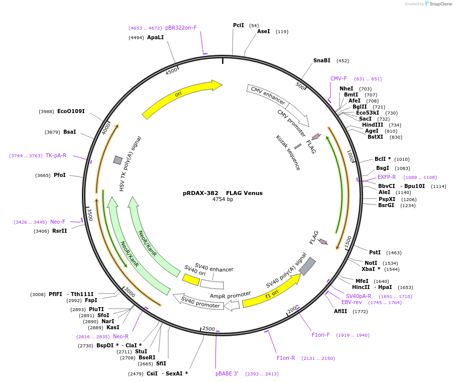 130133-plasmid-map-sequence-id-249511