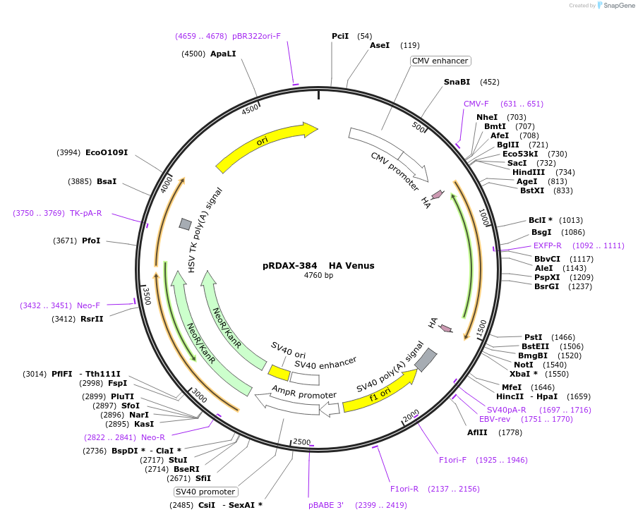 130134-plasmid-map-sequence-id-249512