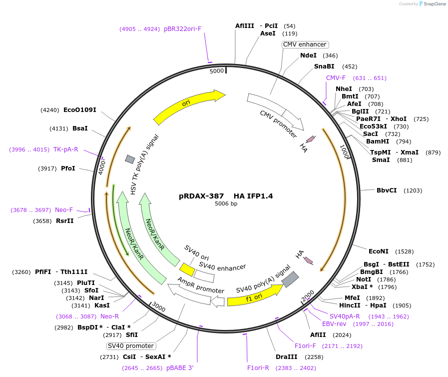 130136-plasmid-map-sequence-id-249514