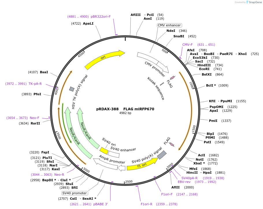130137-plasmid-map-sequence-id-249515