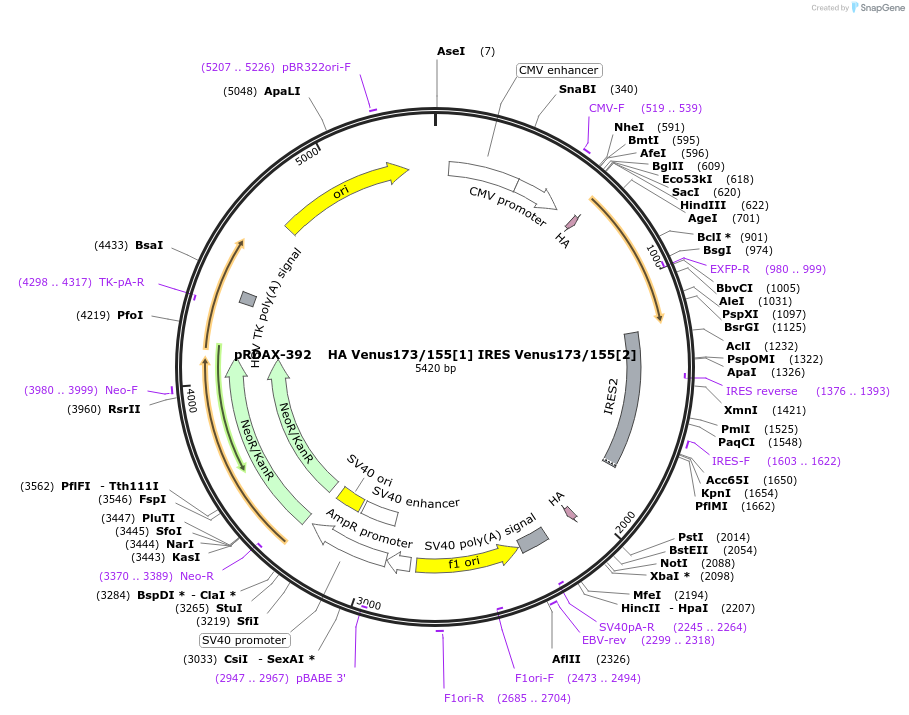 130140-plasmid-map-sequence-id-249518