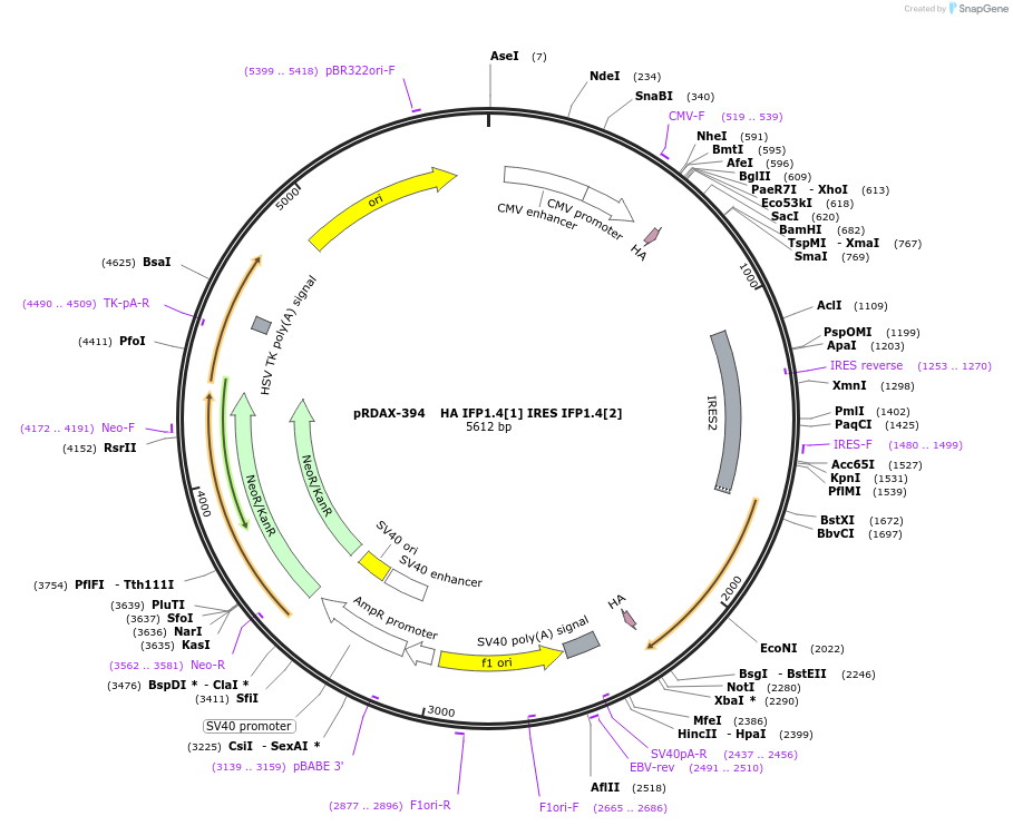 130142-plasmid-map-sequence-id-249520