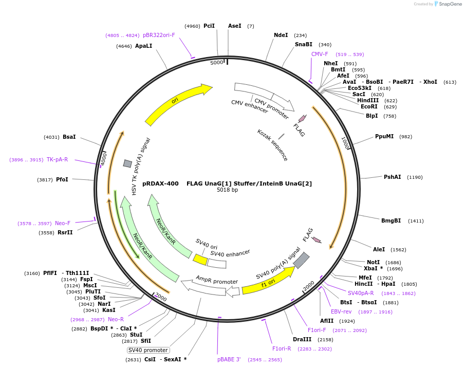 130148-plasmid-map-sequence-id-249526