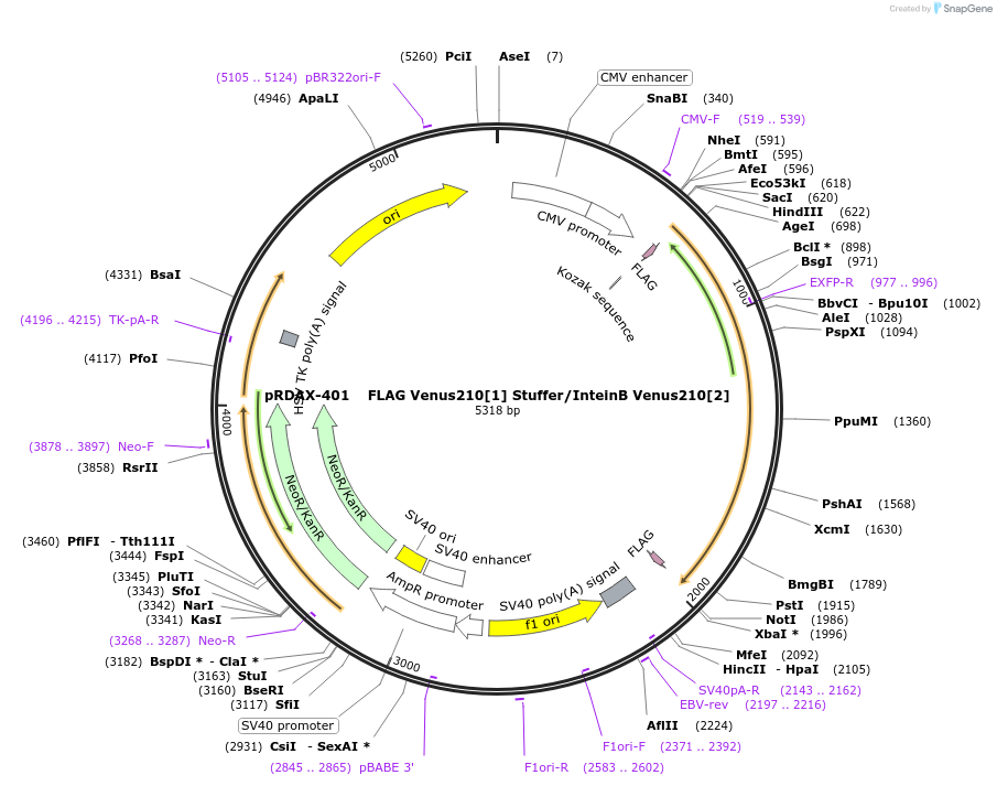 130149-plasmid-map-sequence-id-249527