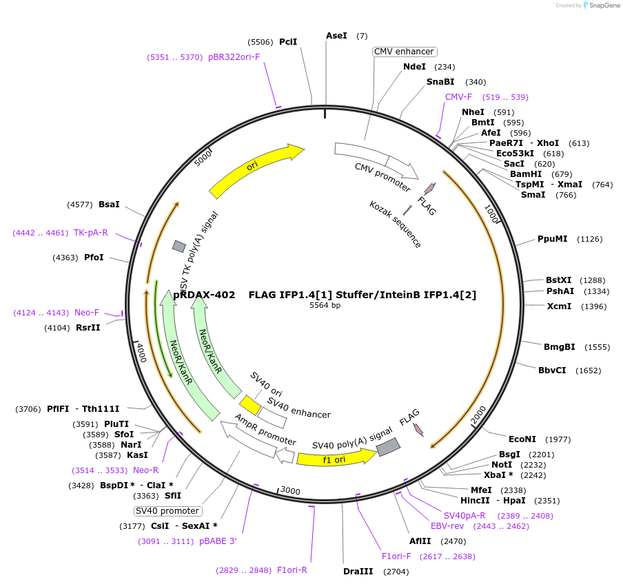 130150-plasmid-map-sequence-id-249528