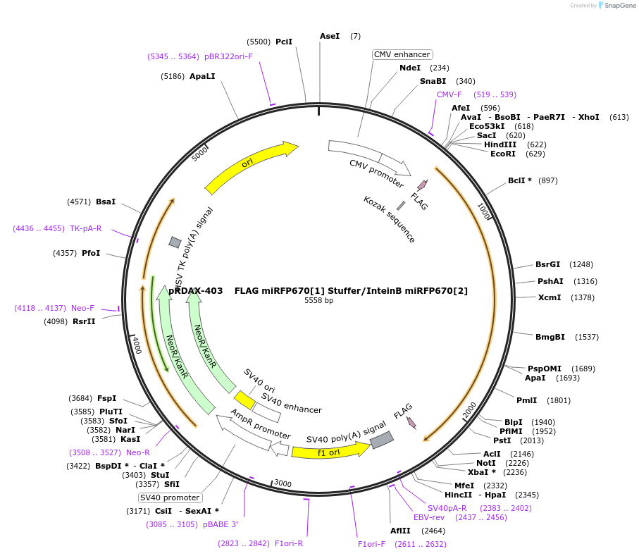 130151-plasmid-map-sequence-id-249529
