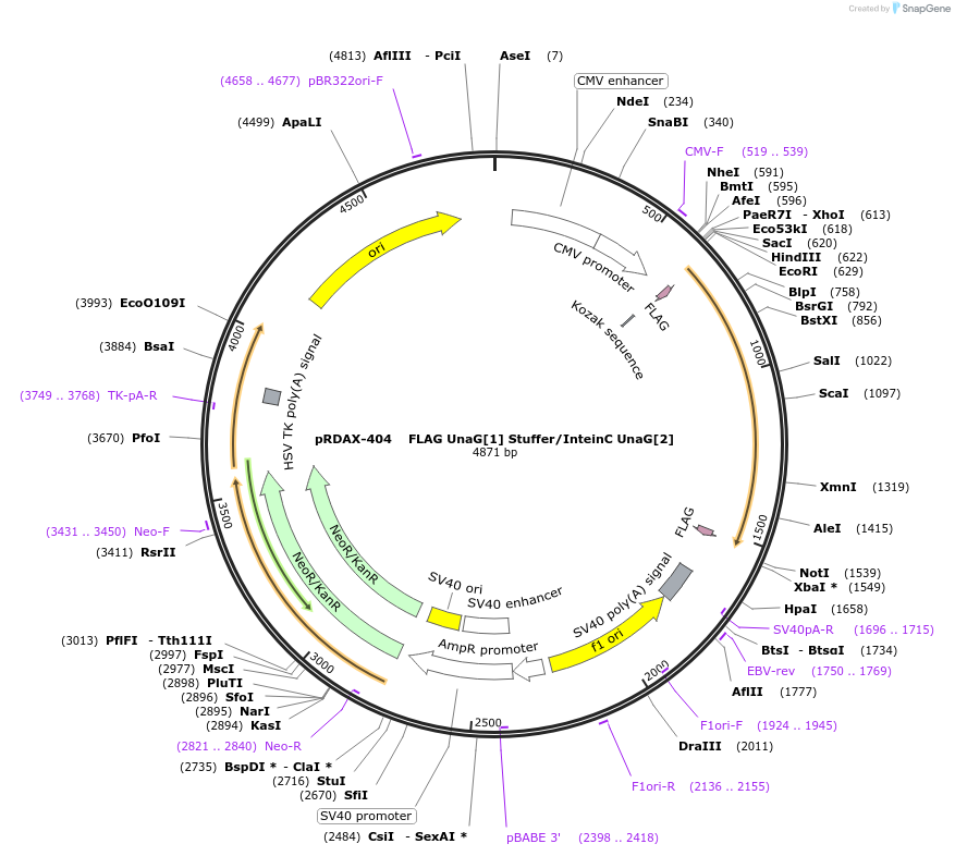 130152-plasmid-map-sequence-id-249530