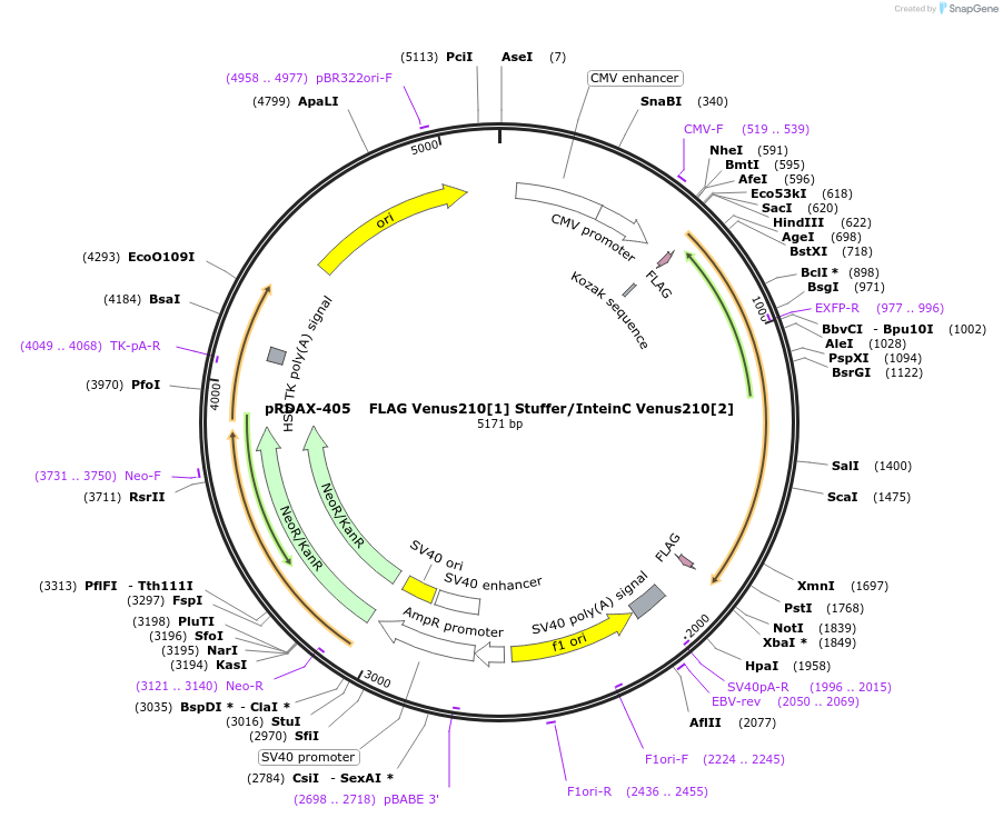 130153-plasmid-map-sequence-id-249531