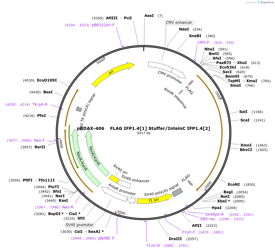 130154-plasmid-map-sequence-id-249532