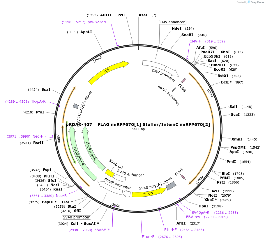 130155-plasmid-map-sequence-id-249533