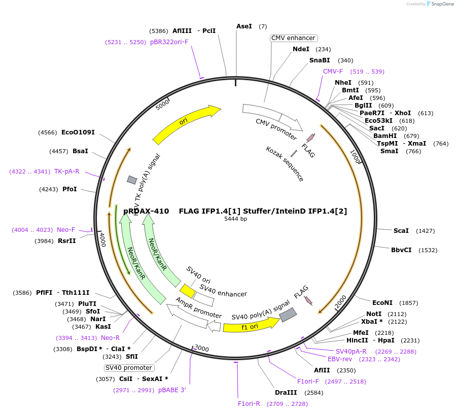 130158-plasmid-map-sequence-id-249536